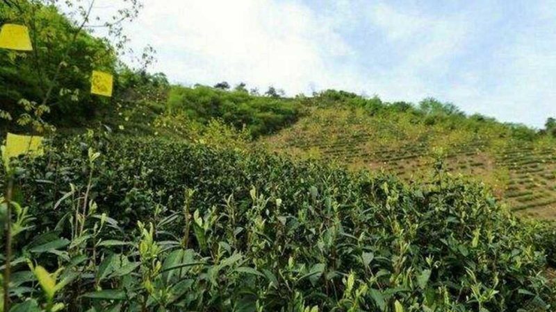 农业种植基地承包价格：揭秘影响价格的关键因素