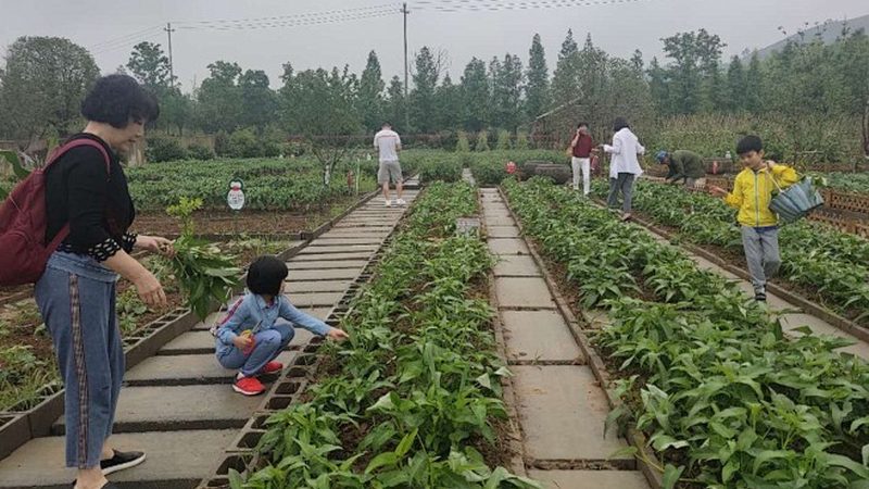 绿色食品检测：揭秘品质背后的关键指标
