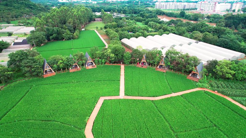 家庭农场与合作社：农业发展的两种模式解析