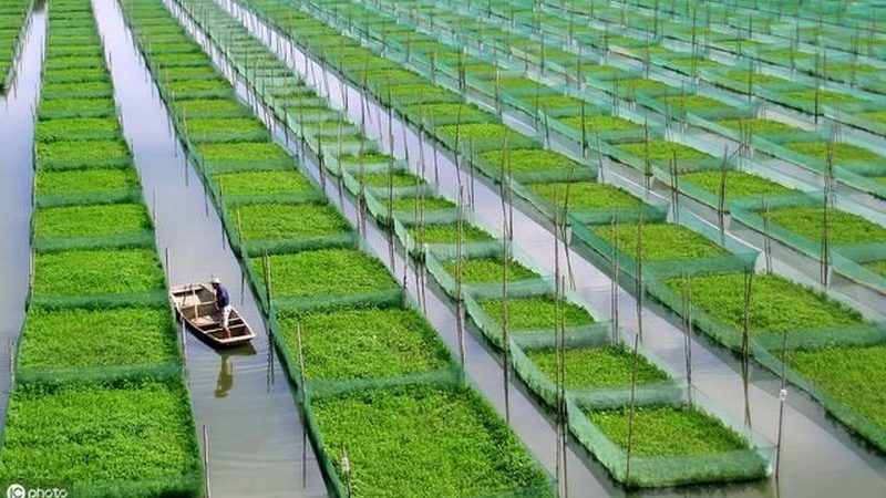 临沂农资批发市场：品种多样，如何挑选优质农资？**