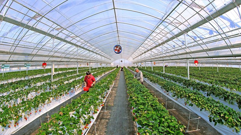 菜市场批发价查询秘籍：掌握这5招，你也能成为行家**