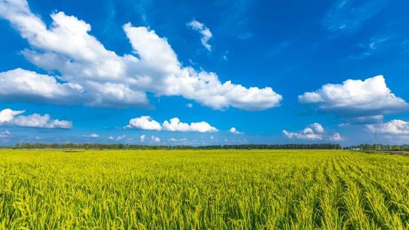 规模化粮食种植成本解析：如何降低每亩成本
