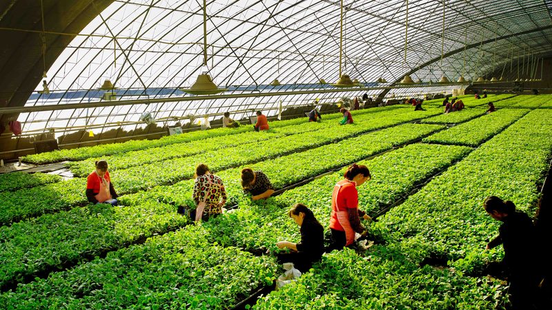 水果种植合作社加盟：条件解析与要求探讨