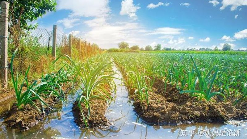 有机蔬菜批发价格波动背后的秘密