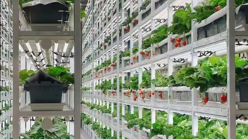 蔬菜配送报价清单：费用明细背后的考量因素**